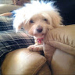 Meet your Posher, Joyce